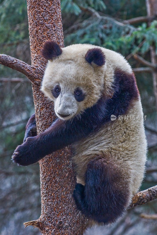 大熊猫;Ailuropoda melanoleuca;中国家庭熊科。爬树。